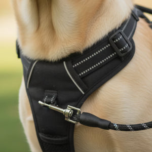 ATTACH THE LEASH