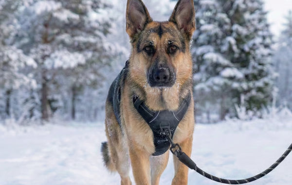 Photo chien