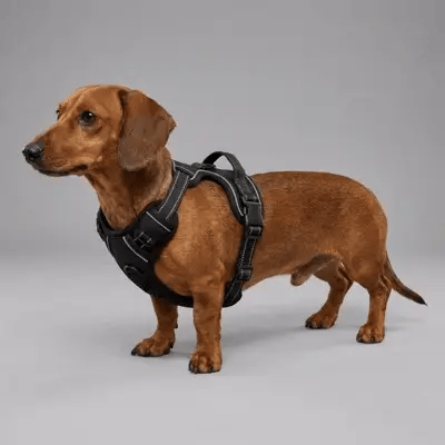 4. Perfect fit, from Dachshunds to German Shepherds